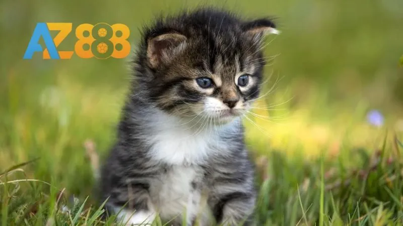 Nằm Mơ Thấy Mèo Là Tốt Hay Xấu? Đánh Con Gì Trúng Triệu Đô